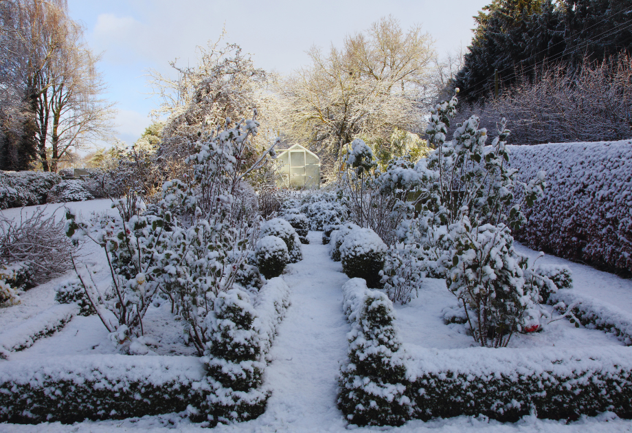 Winter garden with structural greens